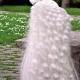 الطاووس الطاووس العروس ♥ الأبيض مذهلة مثل الحيوانات الأليفة ♥ العروس في الزفاف