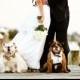 Pets In Wedding