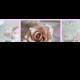 Romantic rose collage