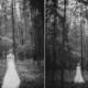 bride in forest