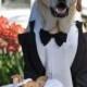 الكلاب في حفلات الزفاف