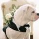Wedding Pets 