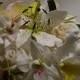 Gros plan de sucre Lys, hortensias, orchidées, roses, freesias et papillons
