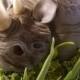 Rhino Kuchen Close Up