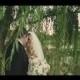 Coles Garten-Hochzeit {Oklahoma City Wedding Video}