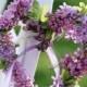 Lilac/Lavender Wedding
