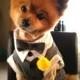 Pin By RealSizeBride RSB On Dogs At Weddings 