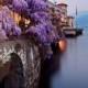 Wisteria, Lake Como, Italy 