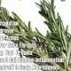 ❤ Herb Of The Day: Rosemary ❤ 