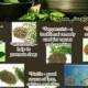 Benefits Of Herbal Tea 