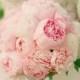 نباتات الفاونيا الوردي الناعمة .... رومانسي جدا!