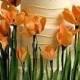 Orange Tulip Wedding Cake 
