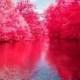 In the middle of the sea surrounded by pink trees