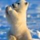 Baby Polar Bear 