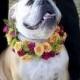 Hund an der Hochzeit (Folge Link Für Artikel)