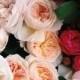 David Austen Roses 
