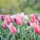 Brooklyn Botanic Gardens - tulipes roses