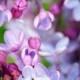 Beautiful Bright Lilacs 