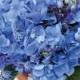 Blaue Hochzeits-Bouquet