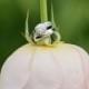 Кольцо На Фото Бледно-Розовые Розы 