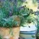 Garden Tablescapes