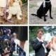 الحيوانات الأليفة حفلات الزفاف