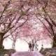 أبريل الربيع "الجمال النائم" عيد الفصح الحديقة السرية الزفاف