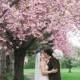 Fleurs de cerisier de mariage