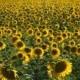 Sunflowers-Girasoles-Sevilla