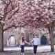 A Pink Blossom Engagement Shoot.