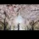 [Свадьба] Sakura Дороги