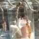 Пляж Приморский свадьбы Mason Jar (8") обету свечи с ракушками и песком шесть
