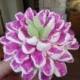 Украшать кексы с Yoyomax12: #6 "цветок хризантемы"
