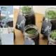 How to Make Mason Jar Herb Garden - DIY & Crafts - Handimania