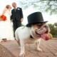21 Impossibly Adorable Wedding Day Dogs