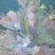 Seashell Mermaid Starfish White Christmas Tree -Lit Up Coastal Christmas Decor -Tabletop 18 Inch Christmas Tree