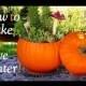 How To Make A Live Garden Pumpkin Centerpiece