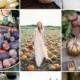 Fruits of Fall; Pumpkins, Persimmons and Pomegranates for Your Fall Wedding