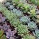 185 Gorgeous Succulent WEDDING FAVORS Succulent Collection Perfect For Parties Events And Other Gatherings