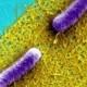 Recruiting Bacteria As Technology Innovation Partners: New Self-healing Materials And Bioprocessing Technologies