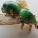 Vintage brooch,  beautiful winged bug/ insect, with  green glass insets, gold metal, unique design, (jan 613)