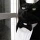 Cat Tuxedo - Classic Black Tie