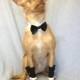 Black Satin Bow Tie Collar and Deluxe Shirt Cuffs Set for a Dog or a Cat