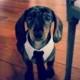 Custom Pet Necktie Collar, Dog Tie Collar, Dog Necktie, Dog Clothes, Dog Wedding Collar, Cat Tie Collar, Cat Necktie