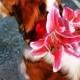 DOG FLOWER COLLAR, Pet Wedding, Pink Double Lilies, Large Dog, Stretch collar, Pet Flower, Dog Wedding, Pet Corsage, Dog flower clip,Dog Bow