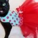 Cat Clothes Retro Red and Turquoise Polkadot Tutu Cat Dress with Swarovski Crystals pet clothing cat clothing pet clothes
