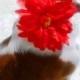 DOG FLOWER COLLAR - Pet Wedding, Big Daisy Cornflower, Stretch dog collar, Pet Flower, Dog Wedding, Pet Corsage, Dog flower clip, Dog Bow