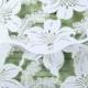Lily Blossoms Laser Cut Wrap - Wedding Invitation Sample (BH3577) - New