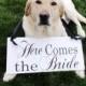 Bridal Wedding Sign. Here Comes the Bride and/or Just Married.  8 X 16 inches,  Dog Bearer, Ring Bearer, Flower Girl, Reception Sign.