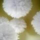 OPTIC WHITE ... 5 tissue paper poms // weddings // birthdays // party decorations // classroom // budget wedding // gender reveal